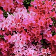 ヒメ日記 2025/05/11 20:12 投稿 みり ラブコレ