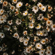 ヒメ日記 2025/05/12 20:11 投稿 みり ラブコレ