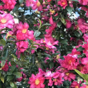 ヒメ日記 2025/05/13 19:47 投稿 みり ラブコレ