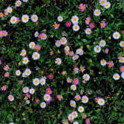 ヒメ日記 2025/05/16 19:46 投稿 みり ラブコレ