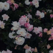 ヒメ日記 2025/05/20 19:48 投稿 みり ラブコレ