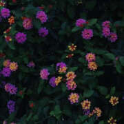 ヒメ日記 2025/05/22 19:33 投稿 みり ラブコレ