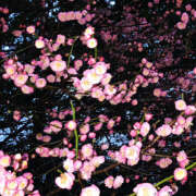 ヒメ日記 2025/05/23 19:41 投稿 みり ラブコレ