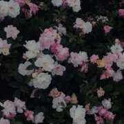 ヒメ日記 2025/05/26 19:32 投稿 みり ラブコレ