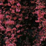 ヒメ日記 2025/05/27 21:12 投稿 みり ラブコレ