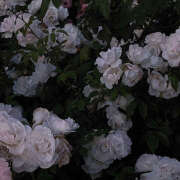 ヒメ日記 2025/05/30 20:38 投稿 みり ラブコレ