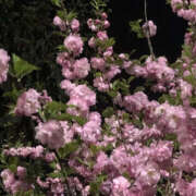 ヒメ日記 2025/06/01 19:57 投稿 みり ラブコレ