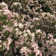 ヒメ日記 2025/06/02 19:27 投稿 みり ラブコレ