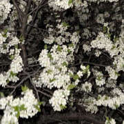 ヒメ日記 2025/06/03 19:52 投稿 みり ラブコレ