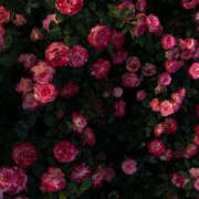 ヒメ日記 2025/06/06 20:46 投稿 みり ラブコレ