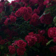 ヒメ日記 2025/06/07 20:16 投稿 みり ラブコレ