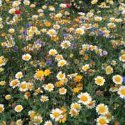 ヒメ日記 2025/06/08 20:57 投稿 みり ラブコレ