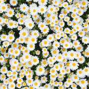 ヒメ日記 2025/06/09 20:13 投稿 みり ラブコレ