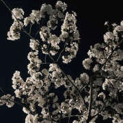 ヒメ日記 2025/06/12 19:52 投稿 みり ラブコレ