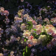 ヒメ日記 2025/06/13 22:52 投稿 みり ラブコレ