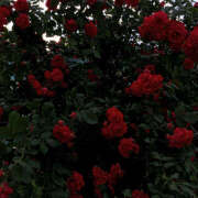 ヒメ日記 2025/06/14 19:33 投稿 みり ラブコレ