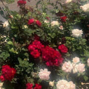 ヒメ日記 2025/06/15 19:34 投稿 みり ラブコレ