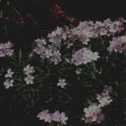 ヒメ日記 2025/06/16 19:27 投稿 みり ラブコレ