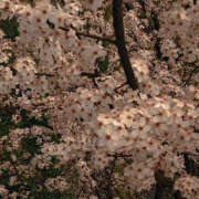 ヒメ日記 2025/06/17 20:43 投稿 みり ラブコレ