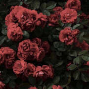 ヒメ日記 2025/06/18 19:41 投稿 みり ラブコレ