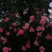 ヒメ日記 2025/06/19 19:23 投稿 みり ラブコレ