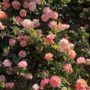 ヒメ日記 2025/06/25 20:07 投稿 みり ラブコレ