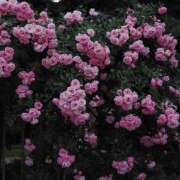 ヒメ日記 2025/06/28 19:24 投稿 みり ラブコレ