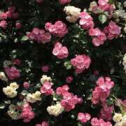 ヒメ日記 2025/06/29 19:29 投稿 みり ラブコレ