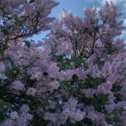 ヒメ日記 2025/07/01 20:02 投稿 みり ラブコレ