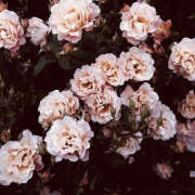 ヒメ日記 2025/07/02 19:33 投稿 みり ラブコレ