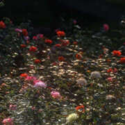 ヒメ日記 2025/07/04 19:31 投稿 みり ラブコレ