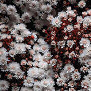 ヒメ日記 2025/07/08 19:32 投稿 みり ラブコレ