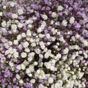 ヒメ日記 2025/07/10 19:33 投稿 みり ラブコレ