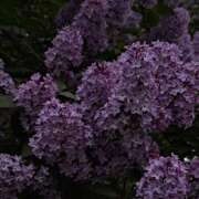 ヒメ日記 2025/07/11 19:33 投稿 みり ラブコレ