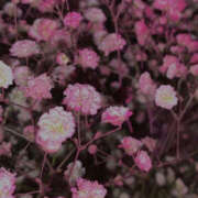 ヒメ日記 2025/07/12 19:57 投稿 みり ラブコレ