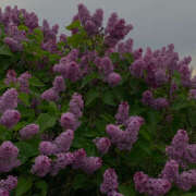 ヒメ日記 2025/07/14 19:56 投稿 みり ラブコレ