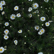 ヒメ日記 2025/07/15 19:35 投稿 みり ラブコレ