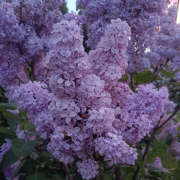 ヒメ日記 2025/07/19 19:23 投稿 みり ラブコレ