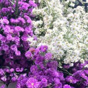 ヒメ日記 2025/07/22 19:50 投稿 みり ラブコレ