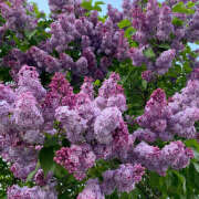 ヒメ日記 2025/07/23 21:20 投稿 みり ラブコレ