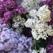 ヒメ日記 2025/07/24 19:32 投稿 みり ラブコレ