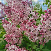 ヒメ日記 2025/07/25 19:51 投稿 みり ラブコレ