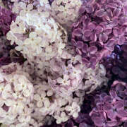 ヒメ日記 2025/07/29 20:06 投稿 みり ラブコレ