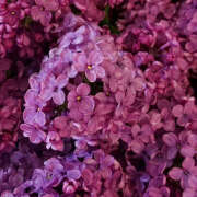 ヒメ日記 2025/08/02 20:03 投稿 みり ラブコレ