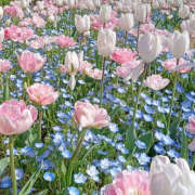 ヒメ日記 2025/08/05 20:51 投稿 みり ラブコレ