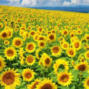 ヒメ日記 2025/08/06 21:08 投稿 みり ラブコレ