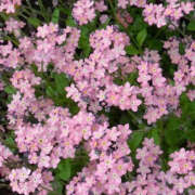 ヒメ日記 2025/08/11 19:50 投稿 みり ラブコレ