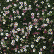 ヒメ日記 2025/08/12 19:54 投稿 みり ラブコレ