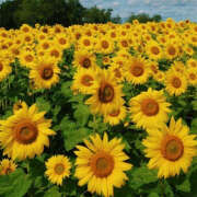 ヒメ日記 2025/08/17 22:30 投稿 みり ラブコレ