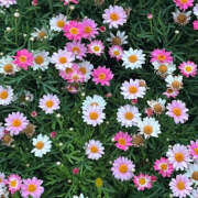 ヒメ日記 2025/08/18 19:22 投稿 みり ラブコレ